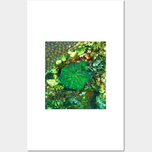 Green Artichoke Coral Anemone Posters and Art
